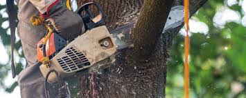Best Tree Preservation Services  in Citrus City, TX