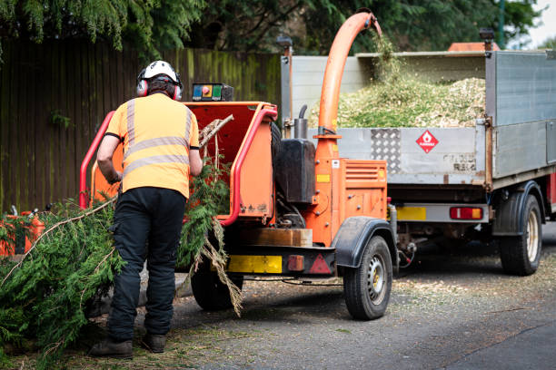Best Lawn Renovation and Restoration  in Citrus City, TX