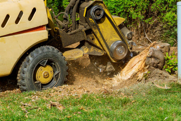 Best Emergency Tree Removal  in Citrus City, TX