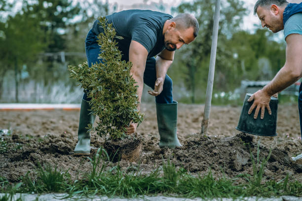 Professional Tree Services in Citrus City, TX
