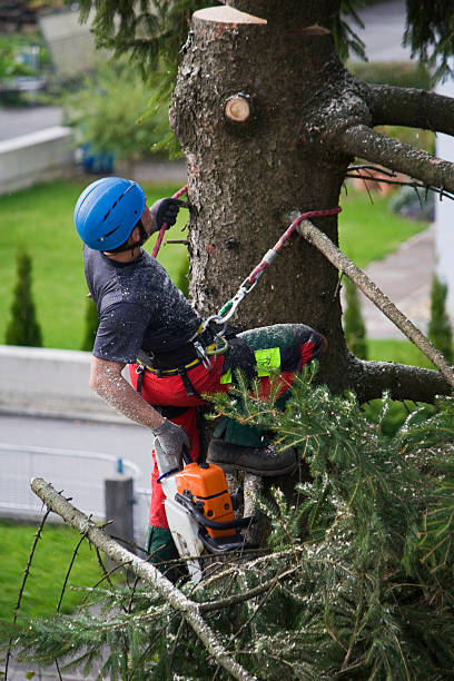Best Firewood Processing and Delivery  in Citrus City, TX