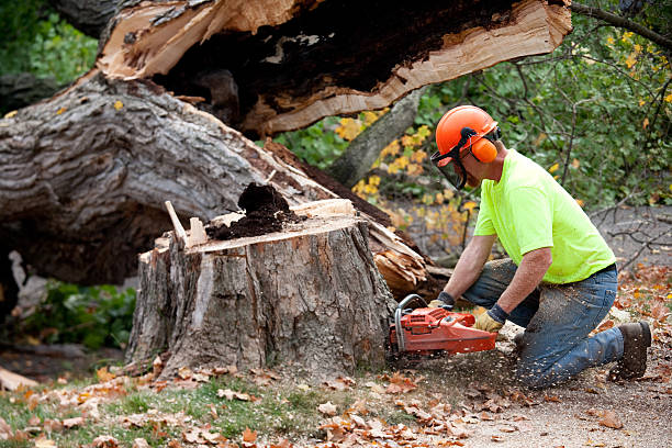 Best Leaf Removal  in Citrus City, TX