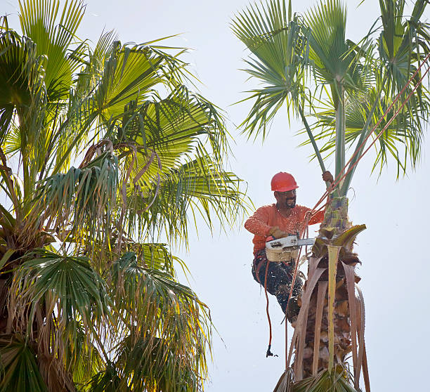 How Our Tree Care Process Works  in  Citrus City, TX