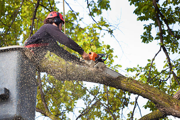 Best Lawn Pest Prevention  in Citrus City, TX