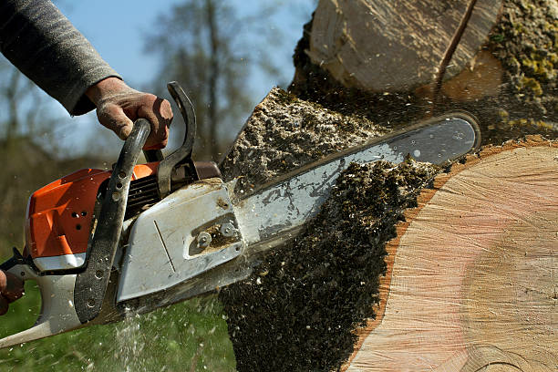 Best Commercial Tree Services  in Citrus City, TX